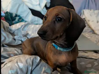 Miniature Dachshund dogs Miniature dachshund puppies - Advert 17