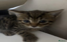 Bengal cats for sale: 2 bengal cats for sale  - Image 2