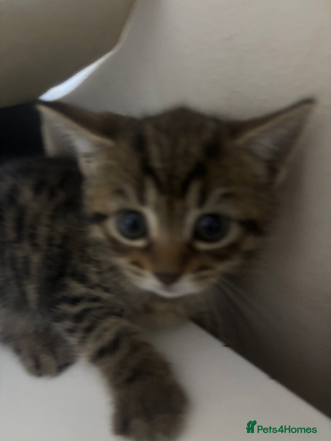 Bengal cats for sale: 2 bengal cats for sale  - Image 2