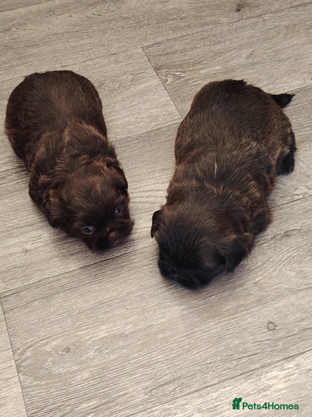 Shih Tzu dogs for sale: TWO CHOCOLATE SHIHTZU PUPS - Advert 5