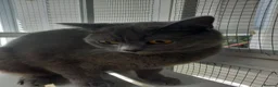 British Shorthair cats for sale: Kittens  - Advert 7