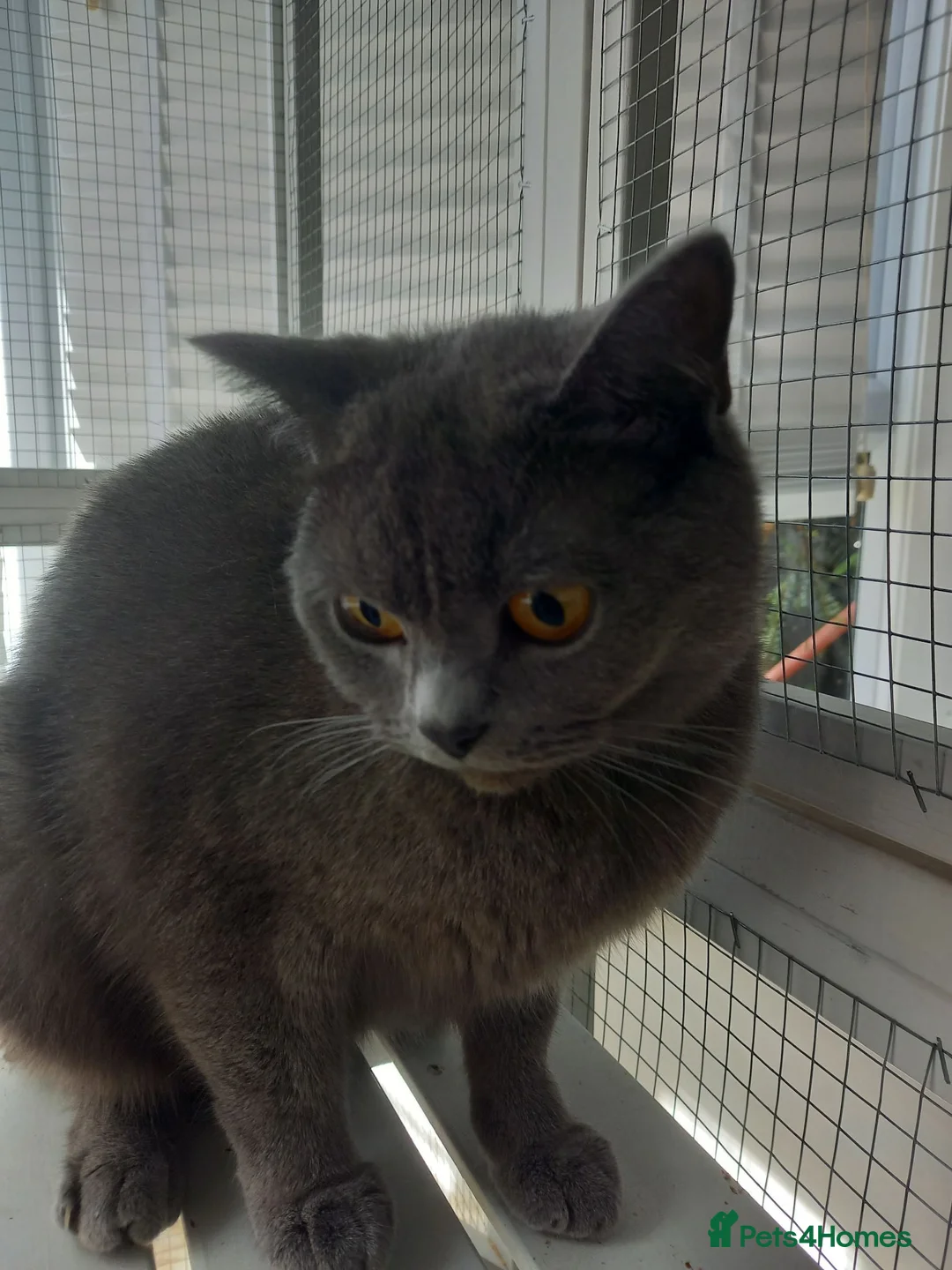 British Shorthair cats for sale: Kittens  - Advert 7