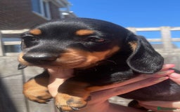 Miniature Dachshund dogs for sale: Beautiful Miniature Daschunds  - Image 32