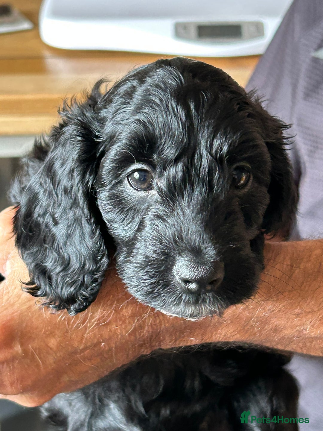 Cockapoo dogs for sale: F2 Cockapoo Puppies - Image 5