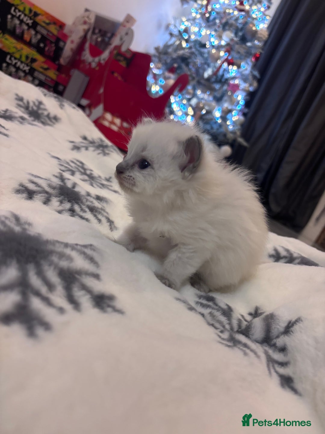 Ragdoll cats for sale: Gorgeous Ragdoll kittens 2 left ! - Advert 6