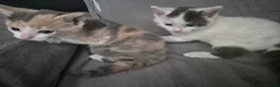 Mixed Breed cats for sale: Female kitten  in Ibstock - Advert 3
