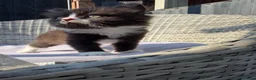 Mixed Breed cats for sale: BSH mixed breed kittens - Advert 4