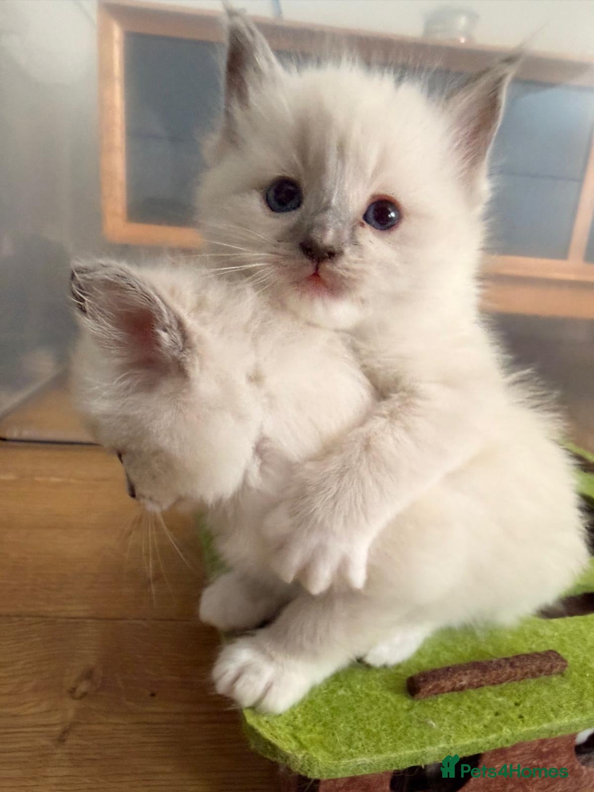 Ragdoll cats GCCF Registered Ragdoll Kittens - Advert 2
