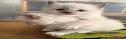 Ragdoll cats for sale: GCCF Registered Ragdoll Kittens - Advert 7