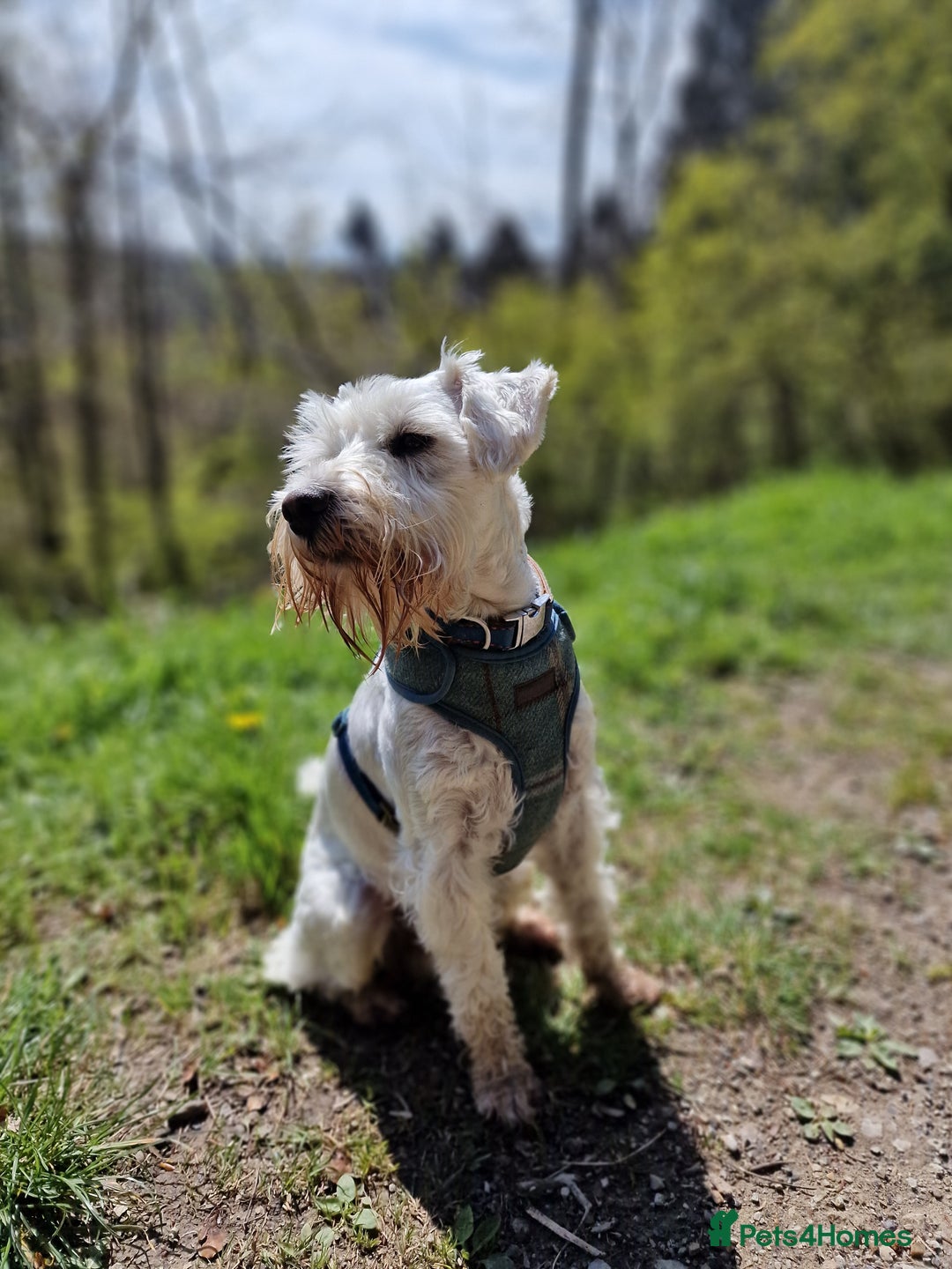 Miniature Schnauzer dogs for stud: White Miniature Schnauzer for stud - Advert 6