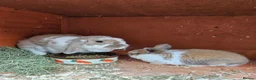 Mini Lop rabbits for sale: Mother & Bunnie for sale together  - Advert 5