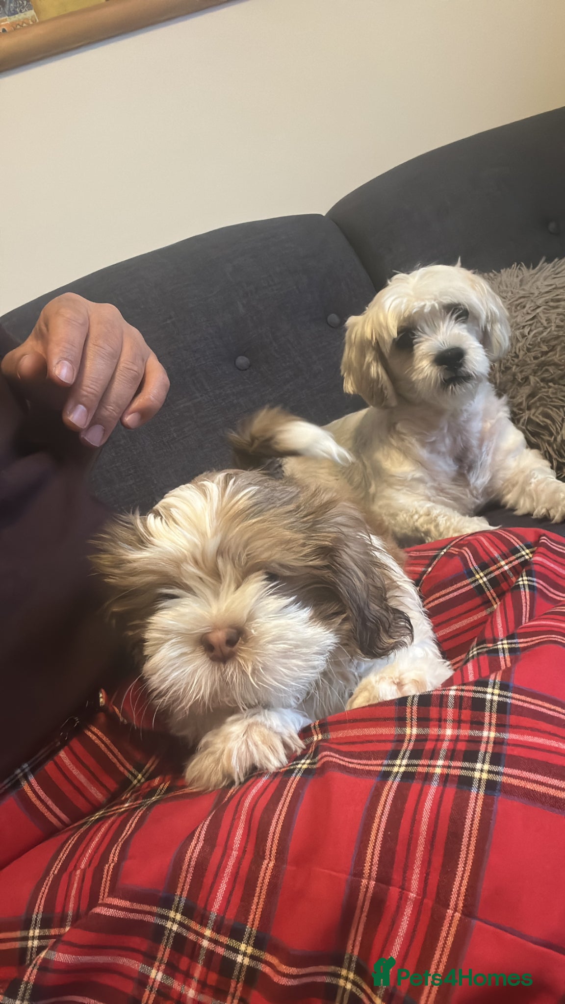Mixed Breed dogs for sale: Lovely puppies  - Advert 2