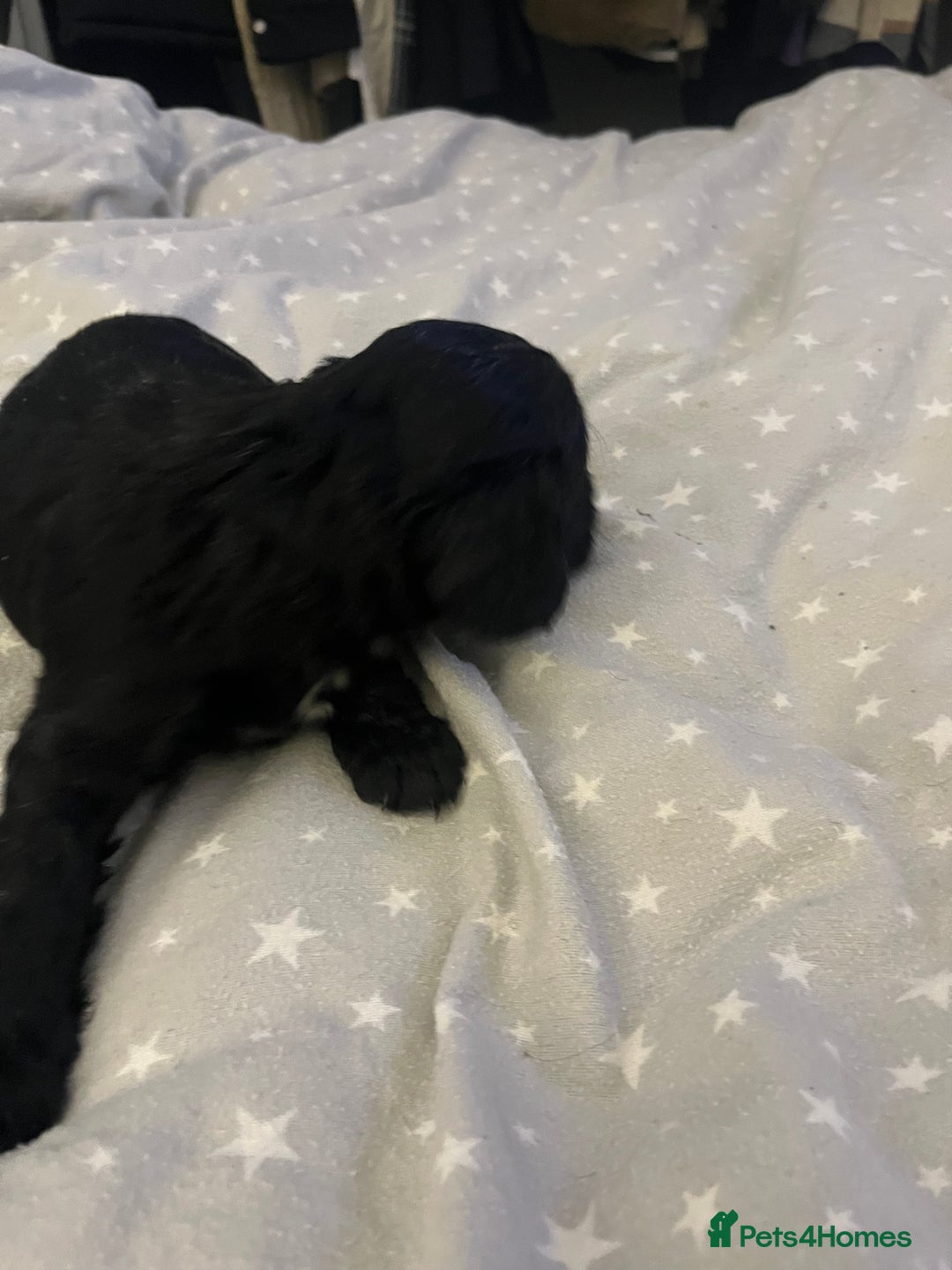 Mixed Breed cats for sale: SPROCKER SPANIEL PUPPIES  - Advert 12