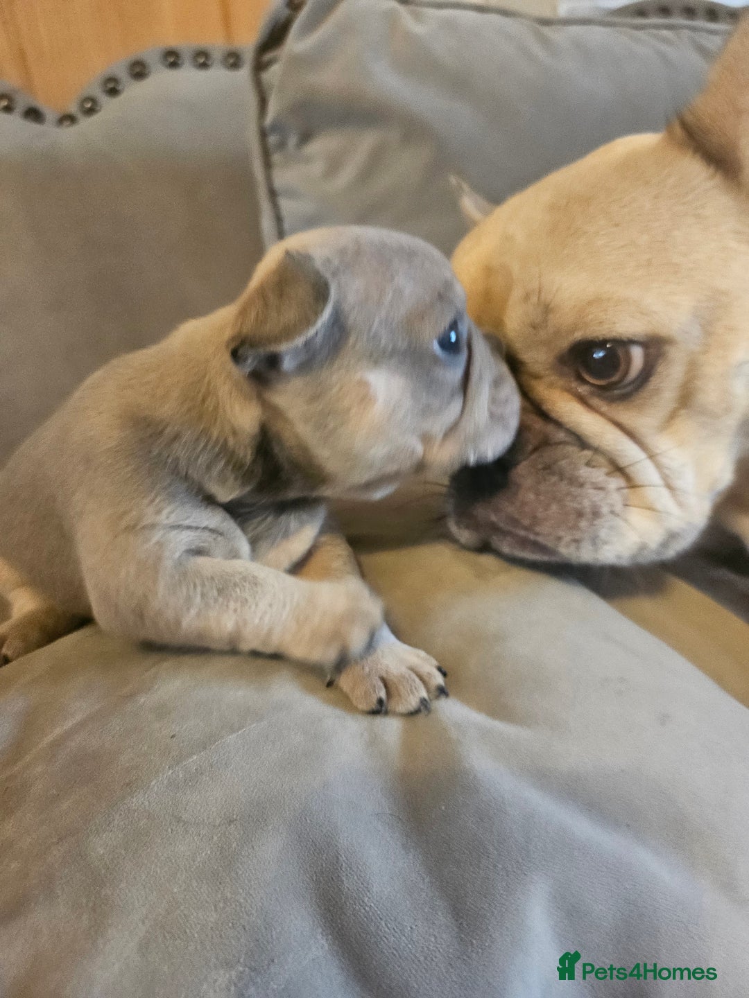 French Bulldog dogs for sale: 🔥Exquisite French Bull Dog Puppies 🔥 - Advert 21