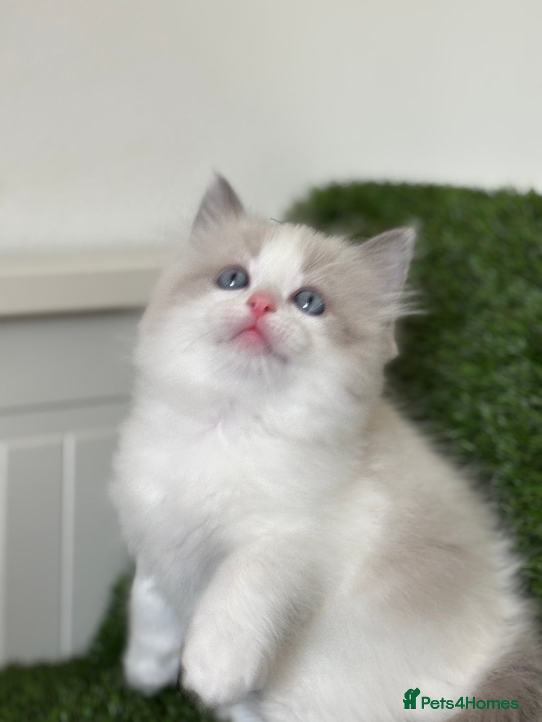 Ragdoll cats for sale: Beautiful two GCCF kittens. Blue Bicolour Ragdolls - Advert 21