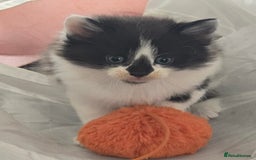 Mixed Breed cats for sale: 5 beautiful kittens  - Image 6