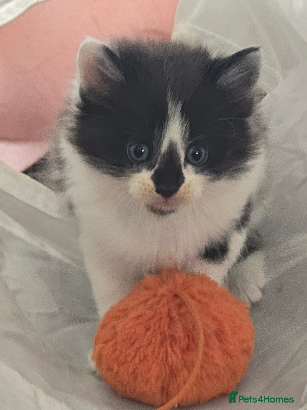 Mixed Breed cats for sale: 5 beautiful kittens  - Image 6