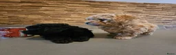 Toy Poodle dogs for sale: Premium Toy Poodle Puppies - Advert 1