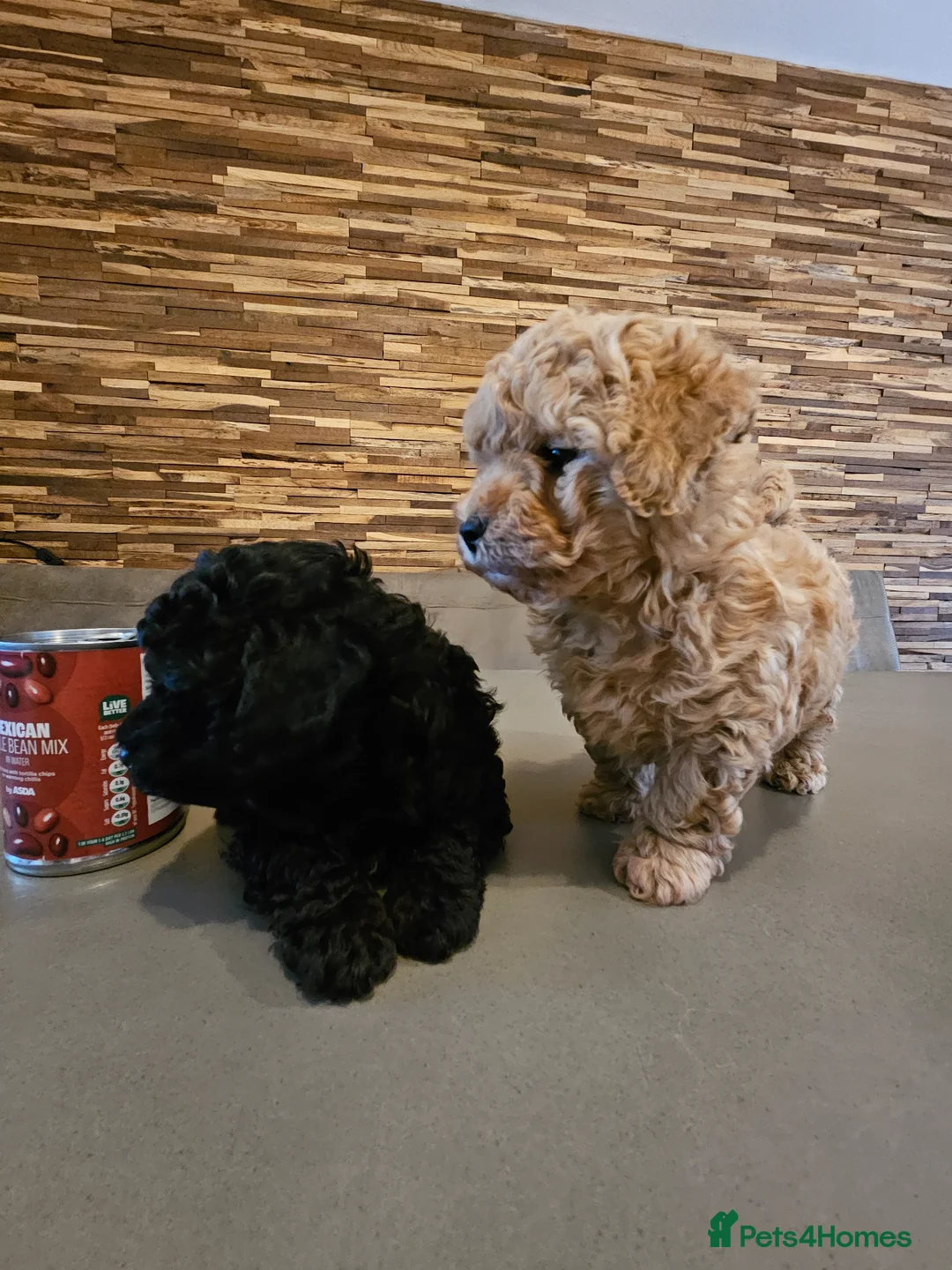 Toy Poodle dogs for sale: Premium Toy Poodle Puppies - Advert 1
