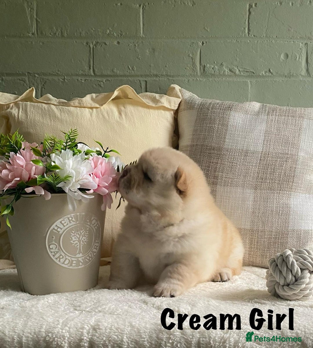 Chow Chow dogs for sale: 🌟Quality Chow Chow Puppies-ChampionLines🌟 - Image 18