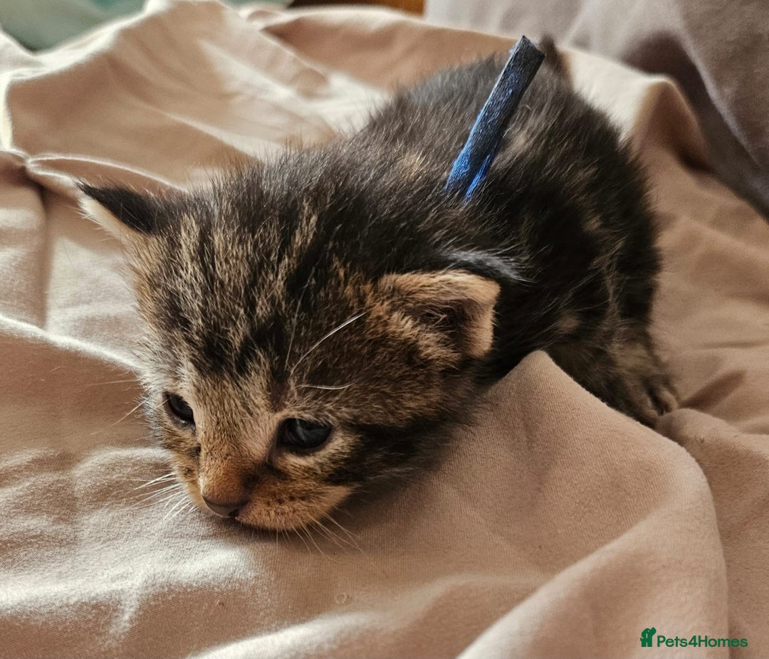 Russian Blue cats for sale: Mix Russian Blue and Maine Coon - Image 13