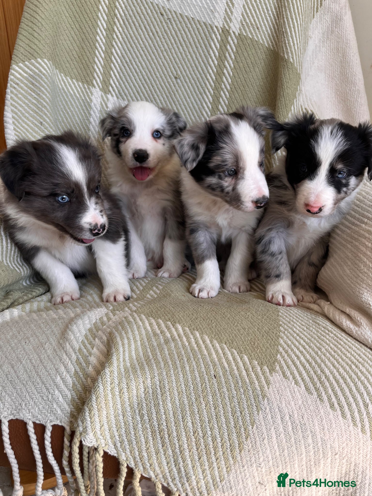 Border Collie dogs Beautiful Blue Merle Border Collie Puppies  - Advert 1