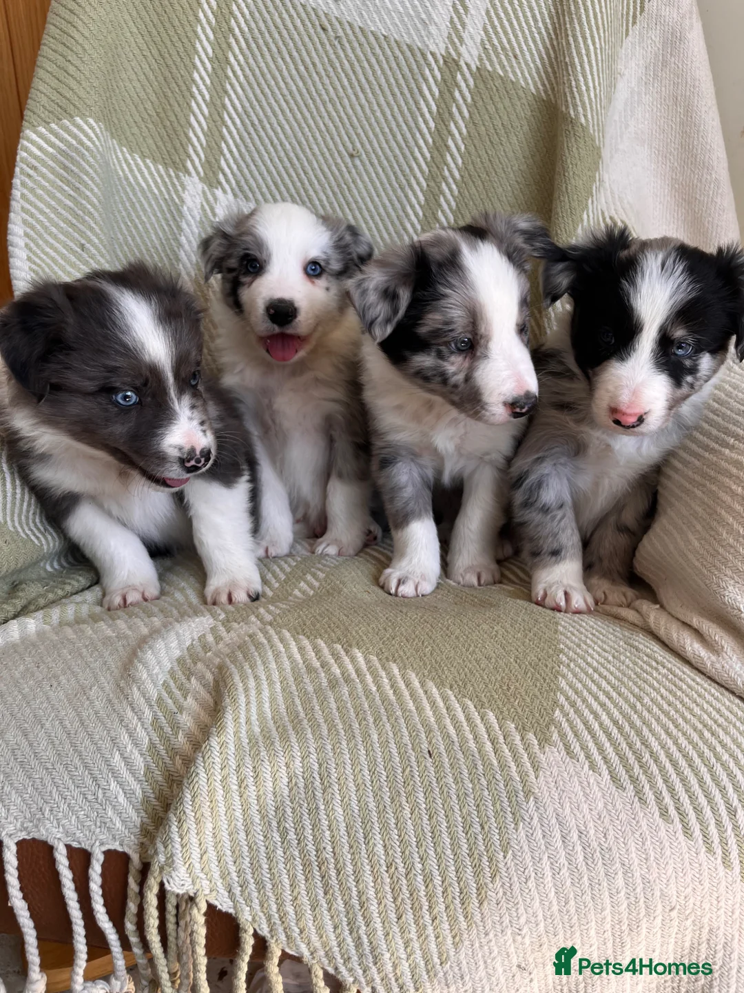Border Collie dogs for sale: Beautiful Blue Merle Border Collie Puppies  - Advert 1
