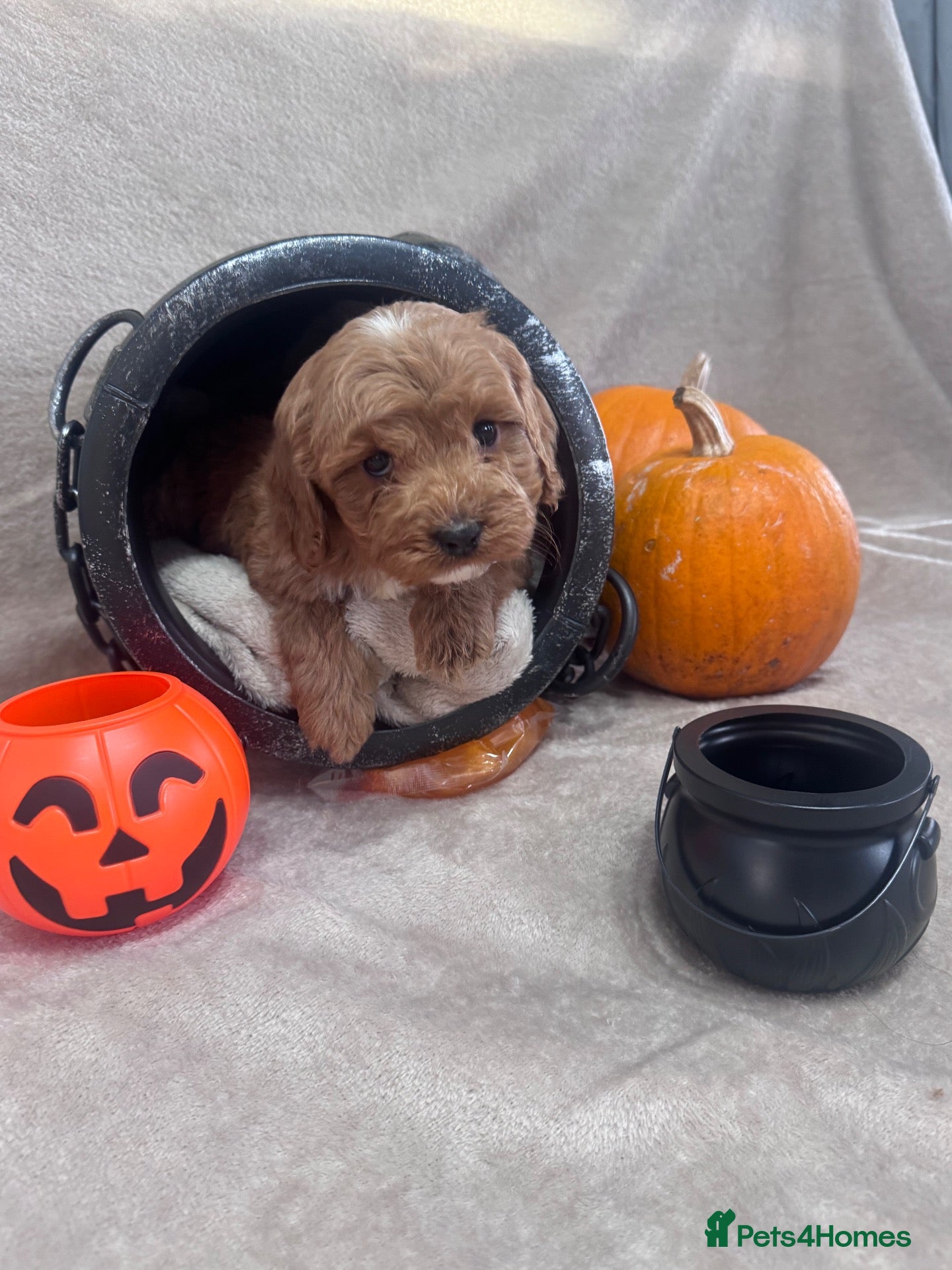 Cockapoo dogs for sale: Stunning fluffy deep red Cockapoos - Advert 14