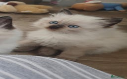 Ragdoll cats for sale: Seal point ragdoll kittens - Image 1