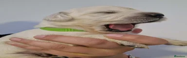 LIGHT GREEN COLLAR BOY