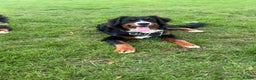 Bernese Mountain Dog dogs for sale: Beautiful Female 13 months  - Advert 7