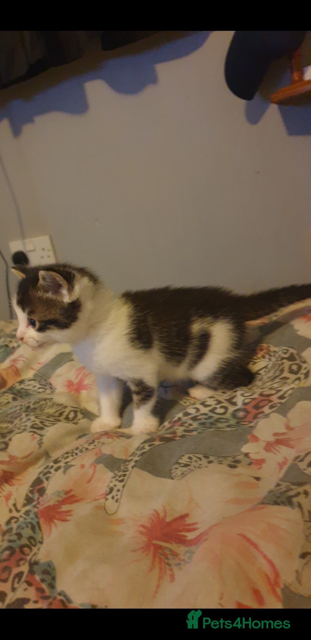 British Longhair cats for sale: 4 beautiful kittens looking for forever homes - Image 3
