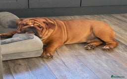 English Bulldog dogs for stud: Red Bulldog Stud - Image 1