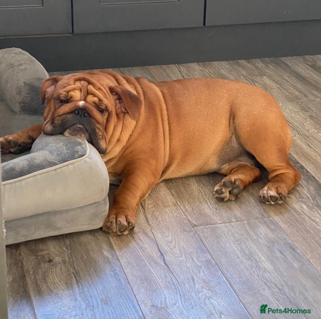 English Bulldog dogs for stud: Red Bulldog Stud - Image 1