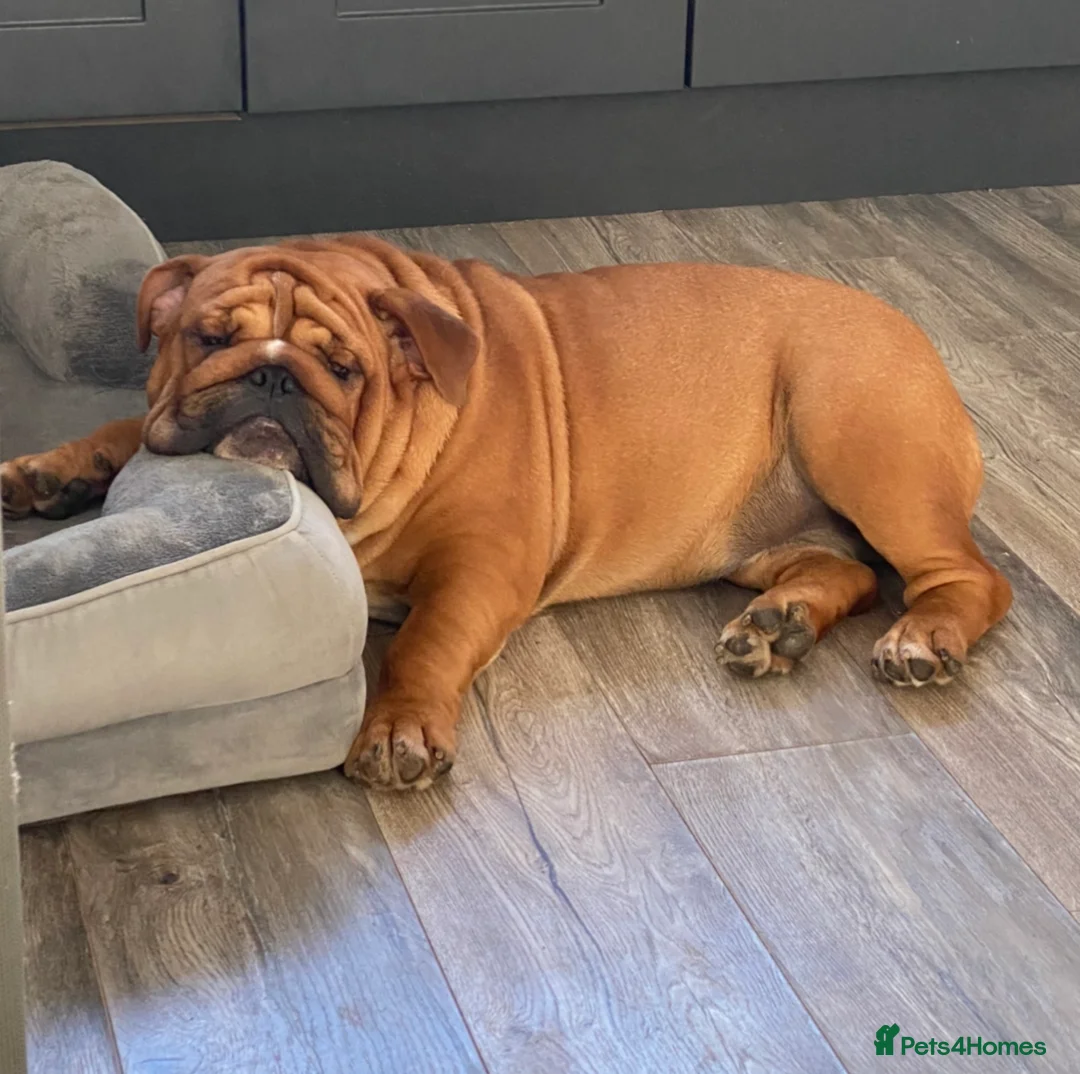 English Bulldog dogs for stud: Red Bulldog Stud - Advert 1