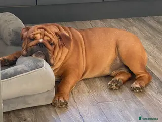 English Bulldog dogs Red Bulldog Stud - Advert 2