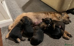Border Terrier dogs for sale: Border terrier pups - Image 3