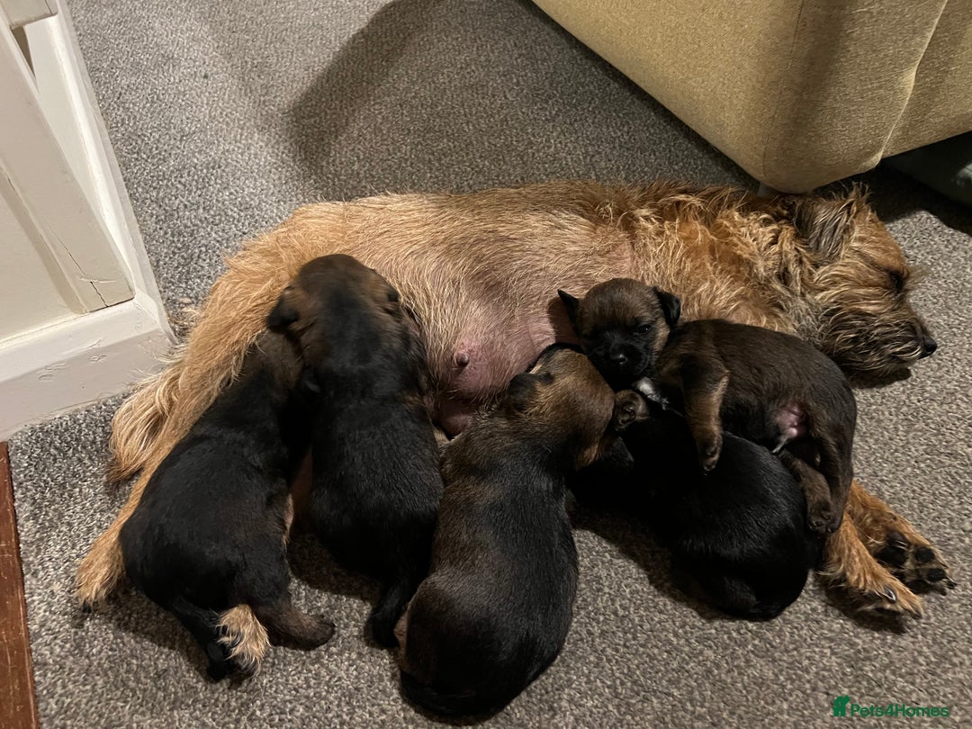 Border Terrier dogs for sale: Border terrier pups - Image 3