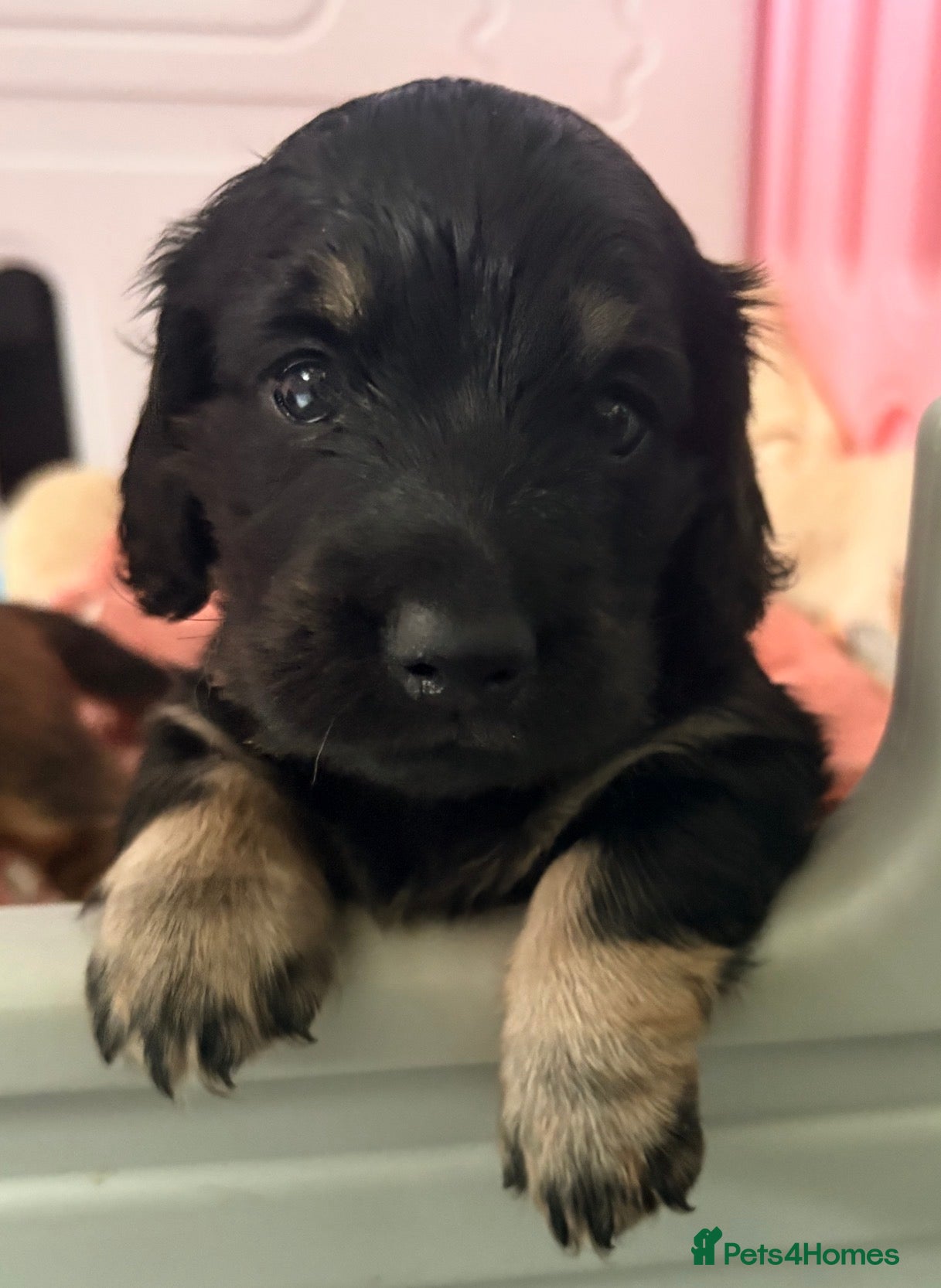 Miniature Dachshund dogs Beautiful long hair miniature dachshund pups - Advert 4