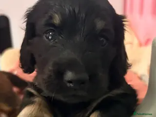 Miniature Dachshund dogs Beautiful long hair miniature dachshund pups - Advert 4