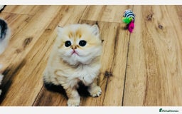 British Longhair cats for sale: 🐾🤩❤️Gold Angels - tiny stars 🐾❤️🐱 - Image 15