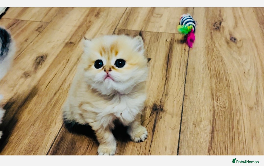 British Longhair cats for sale: 🐾🤩❤️Gold Angels - tiny stars 🐾❤️🐱 - Image 15