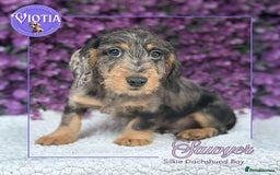 Dachshund dogs for sale: Miniture dachshund pups ready now  - Image 9