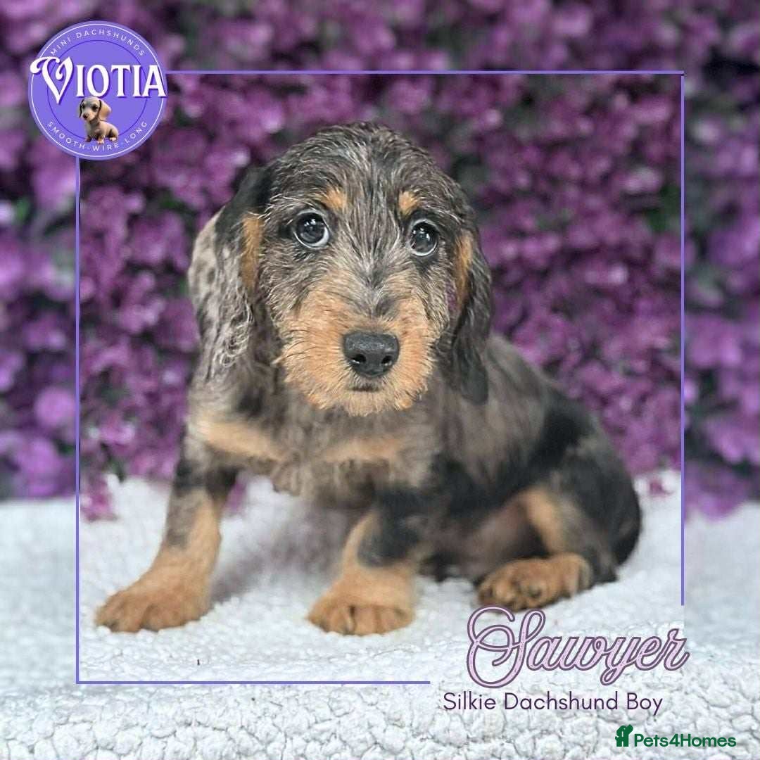 Dachshund dogs for sale: Miniture dachshund pups ready now  - Image 9