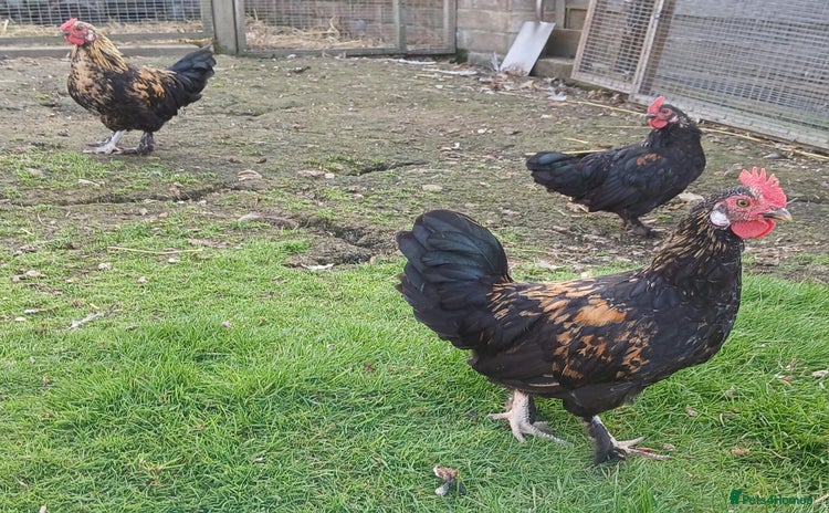 Chickens poultry - Advert 1