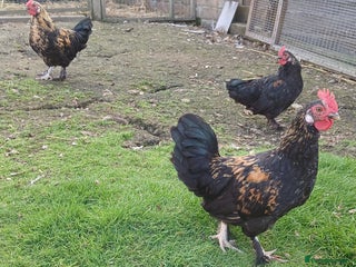 Chickens poultry - Advert 5