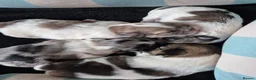 Shih Tzu dogs for sale: Shih tzu puppies in Alfreton - Advert 6