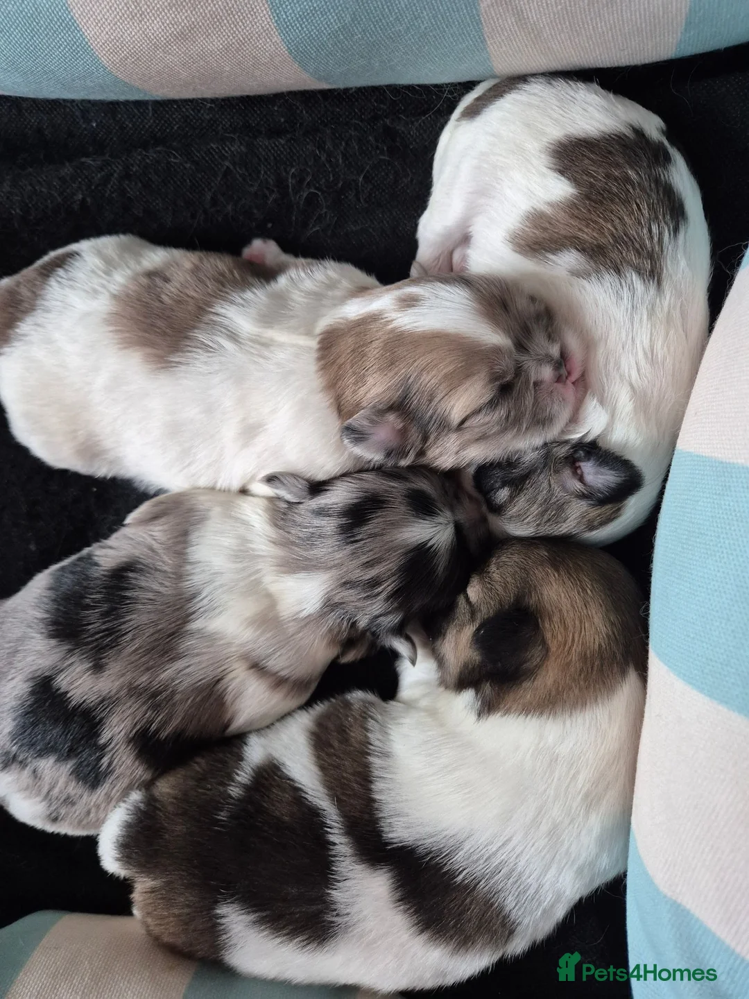 Shih Tzu dogs for sale: Shih tzu puppies in Alfreton - Advert 6