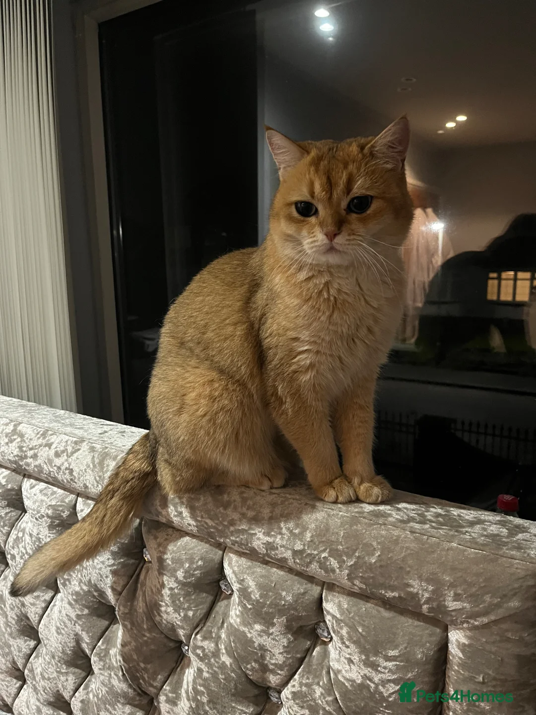 British Shorthair cats for sale: British short hair Lovely Boy - Advert 7