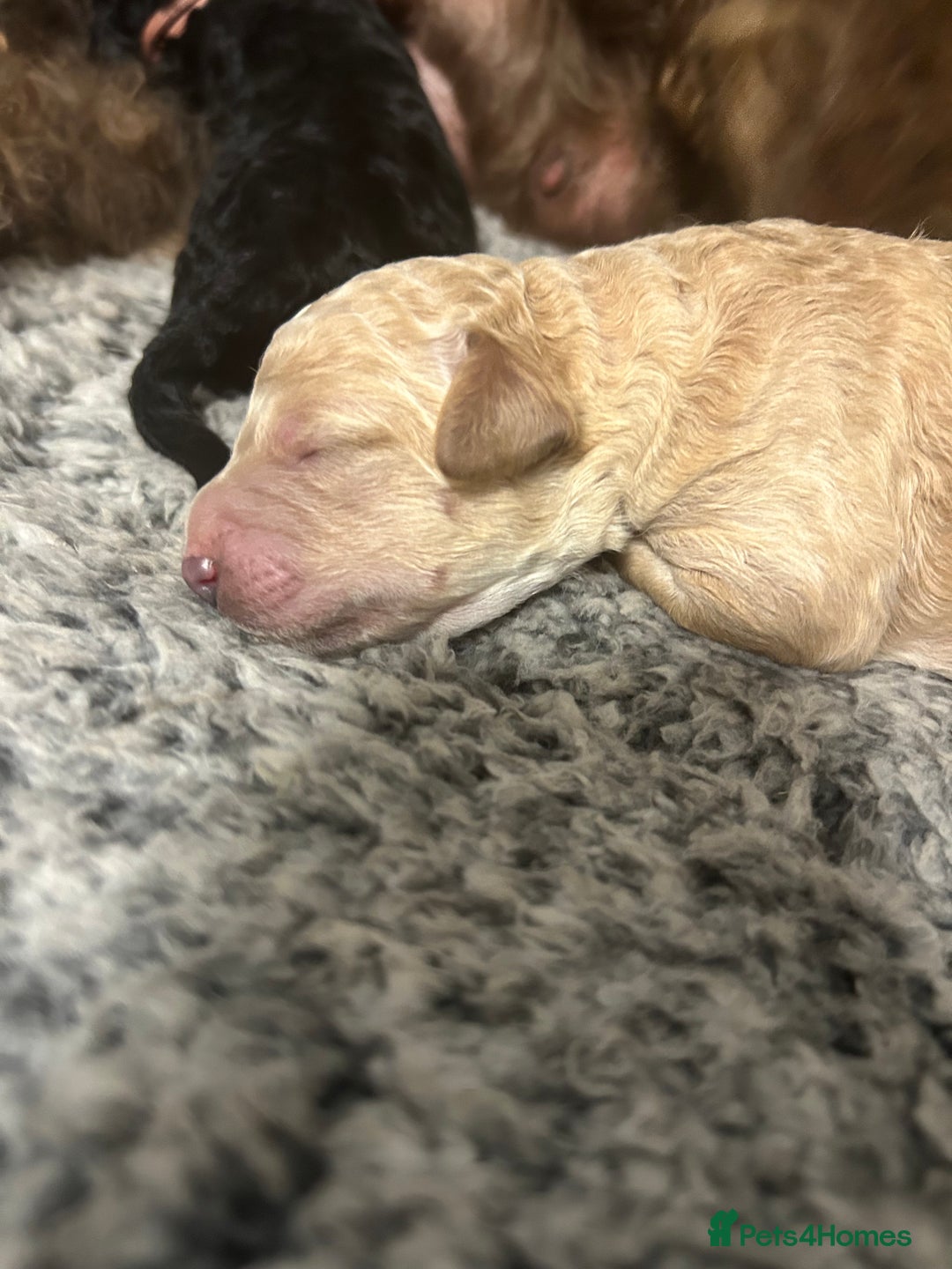 Bernedoodle dogs for sale: Bernedoodle x Labradoodle  - Image 18